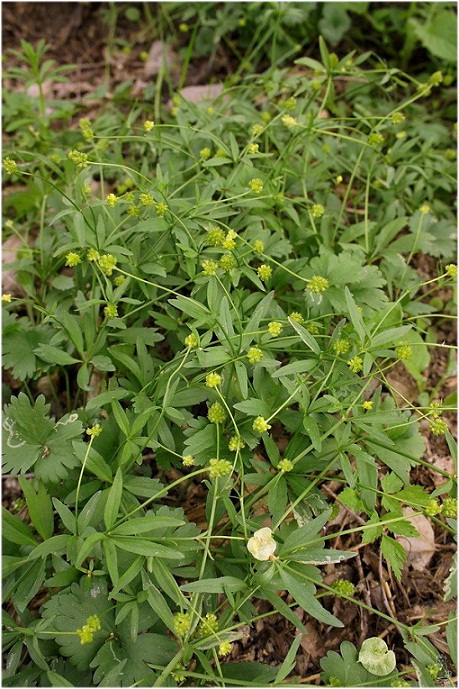 ranunculus_monophyllus.jpg