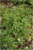 ranunculus_monophyllus_t1.jpg