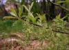 salix_starkeana_t1.jpg