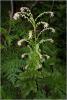 solenanthus_circinnatus_t1.jpg