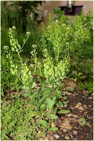 thlaspi_arvense.jpg
