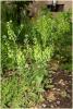 thlaspi_arvense_t1.jpg
