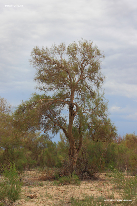tree_01.jpg