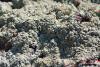 lichen_01_2_t1.jpg