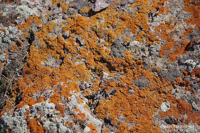 lichen_02_1.jpg