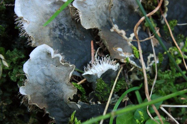 lichen_02_2s.jpg