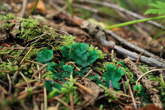 lichen_04_1.jpg