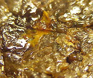 propolis.jpg