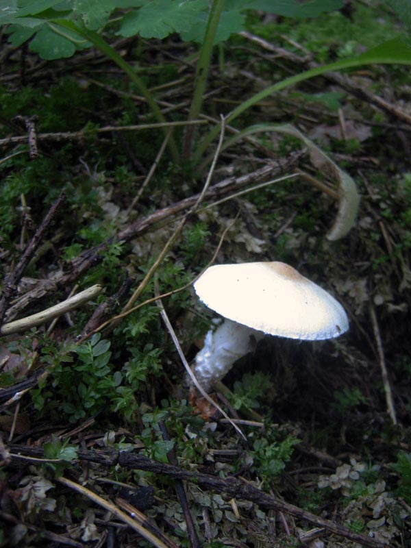 136.jpg
