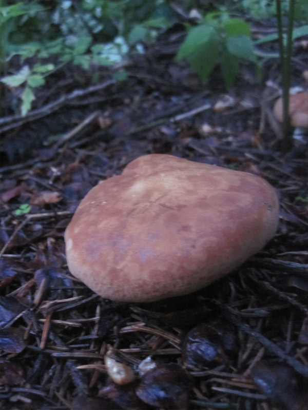 244_1.jpg