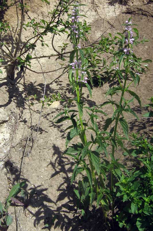 11.06.2010-148.jpg