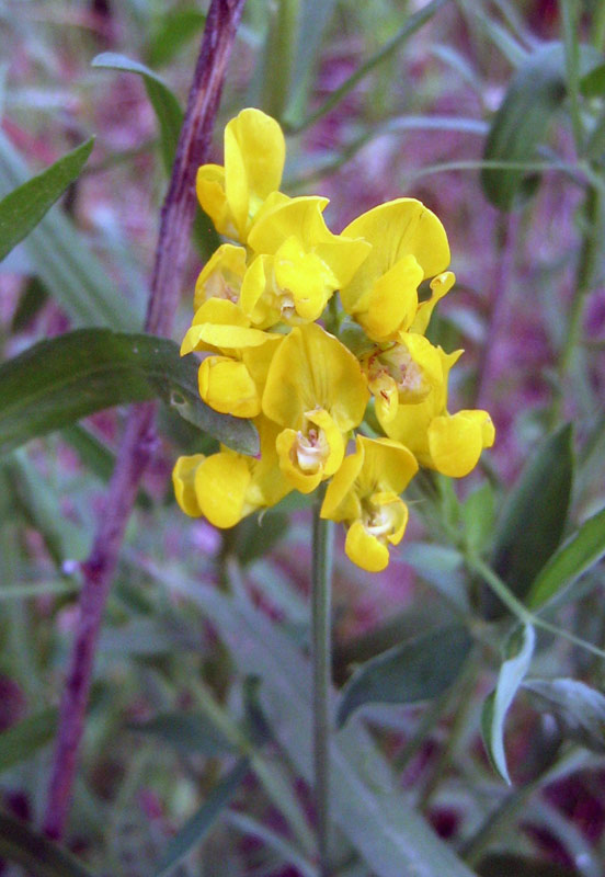 18.06.2010-138_1.jpg