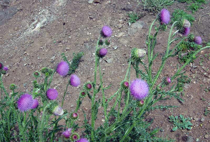 75030_5064da91.jpg