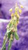 75258_fe800def_t1.jpg