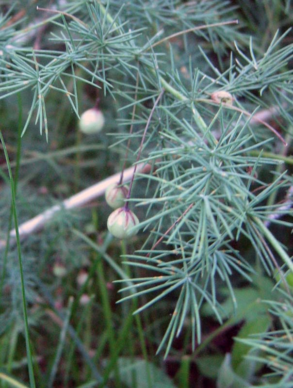 75394_5ab74261.jpg