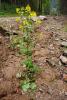 dsc02177_t1.jpg