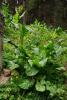 dsc02178_t1.jpg