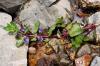 dsc02337_t1.jpg