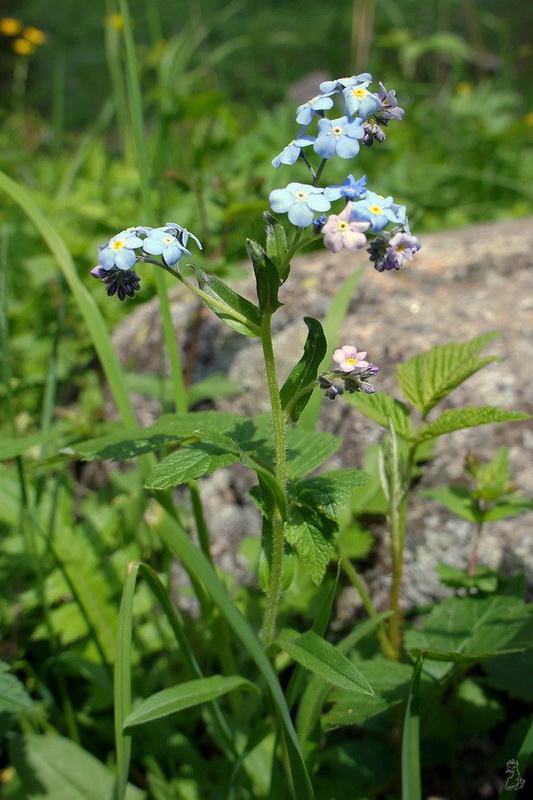 dsc02359.jpg