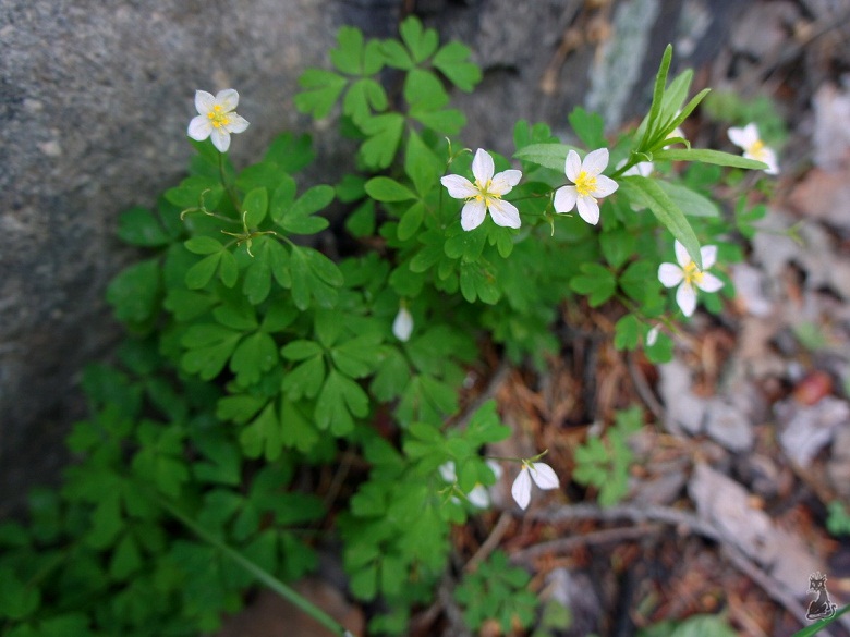 dsc02475.jpg