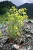 dsc02549_t1.jpg