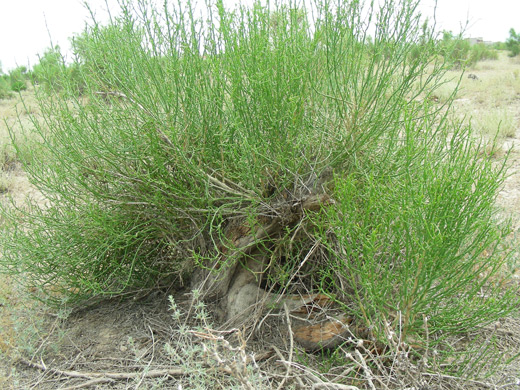 dscn9019.jpg