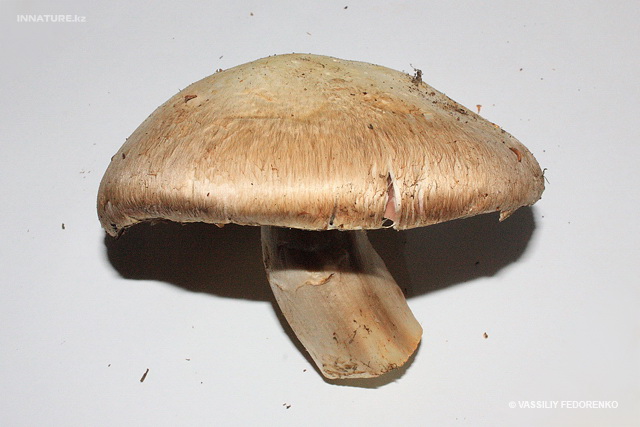 agaricus_01.jpg