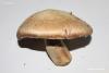 agaricus_01_t1.jpg