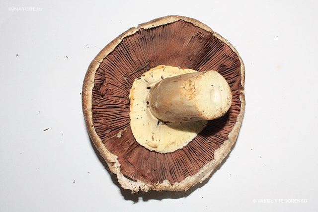 agaricus_02.jpg