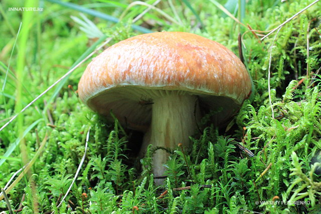 cortinarius_001.jpg