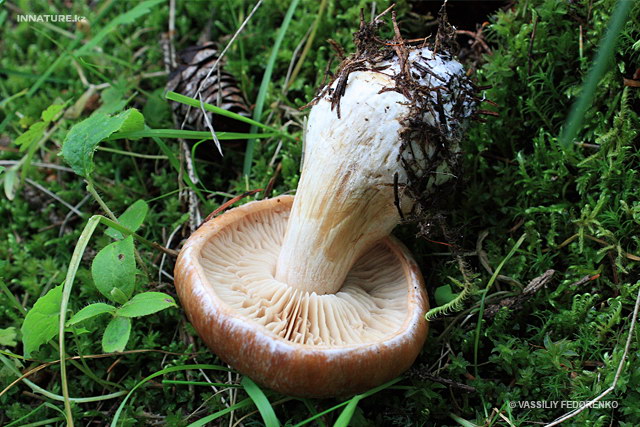 cortinarius_002.jpg