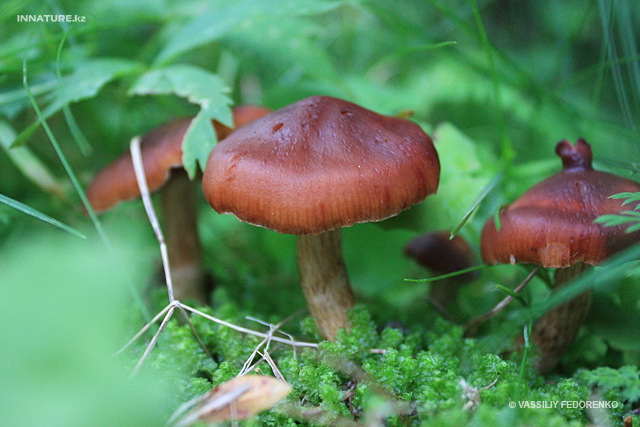 cortinarius_003.jpg