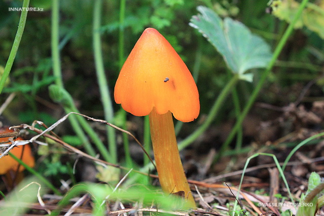 hygrocybe_001.jpg