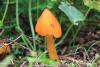 hygrocybe_001_t1.jpg