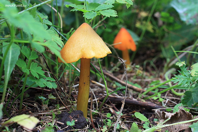 hygrocybe_002.jpg