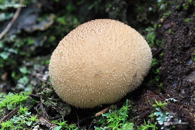 lycoperdon_001.jpg