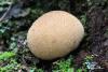 lycoperdon_001_t1.jpg