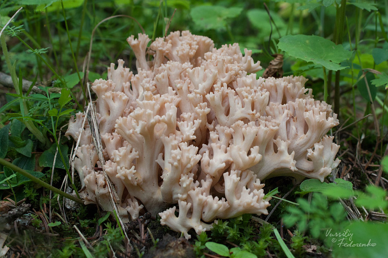 ramaria_001.jpg