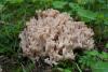 ramaria_001_t1.jpg