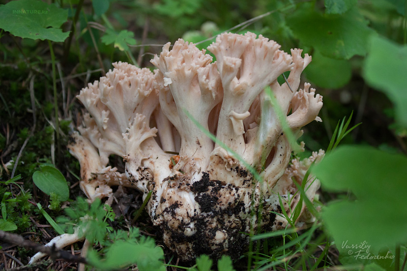 ramaria_002.jpg