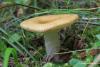 russula_001_t1.jpg