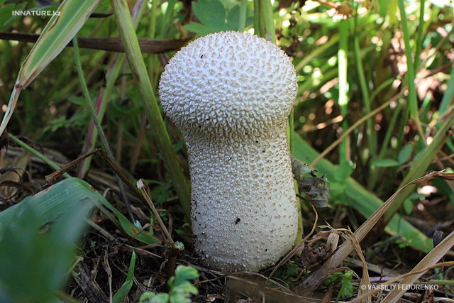 calvatia_utriformis_001.jpg