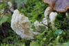 clavulina_rugosa_001_t1.jpg
