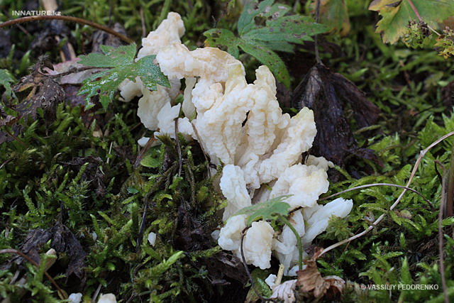 clavulina_rugosa_002.jpg