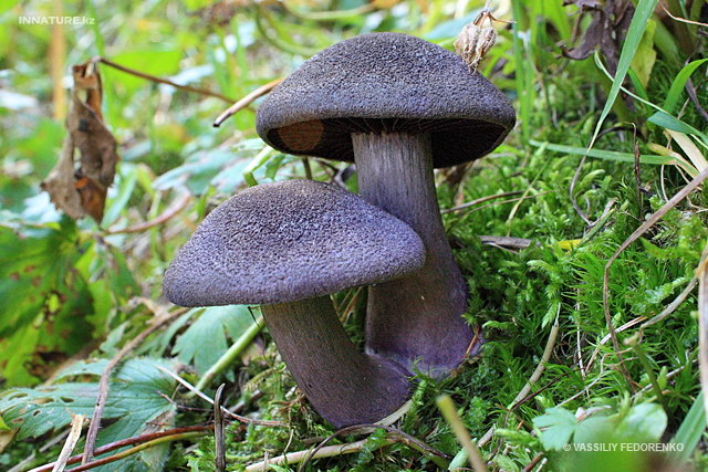 cortinarius_violaceus_001.jpg