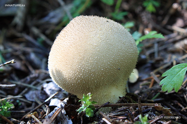 lycoperdon_002.jpg