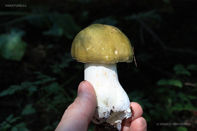 russula_002_1.jpg