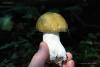 russula_002_1_t1.jpg