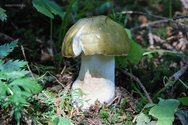 russula_002_2.jpg