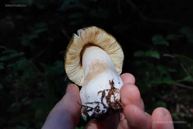 russula_002_3.jpg